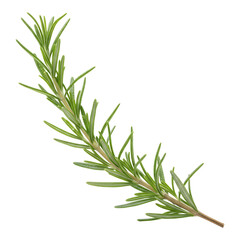 Fototapeta premium Elegant rosemary branch with natural curvature and shading