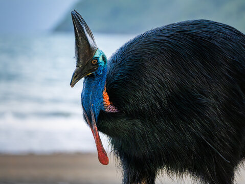 Southern Cassowary in the wild