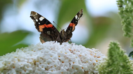Red Admiral butterfly in a garden
