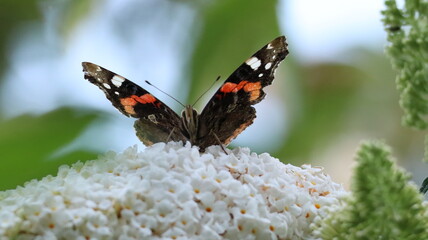 Red Admiral butterfly in a garden