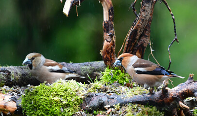 Weiblicher und Männlicher Kernbeisser