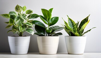 Obraz premium jade plant pothos snake plant and ficus and in a white flower pot house plants