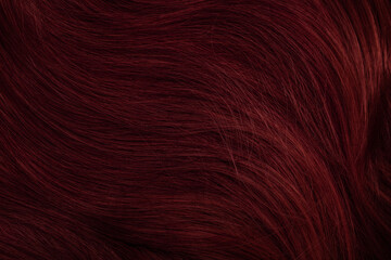 Dark red hair close-up as a background. Women's long brown hair. Beautifully styled wavy shiny curls. Coloring hair with bright shades. Hairdressing procedures, extension.