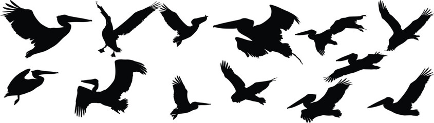Silhouette illustration showing various pelicans in flight against a plain white background landscape view
