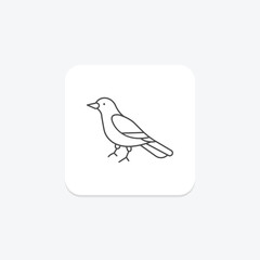 Magpie, vector, pixel perfect, illustrator file