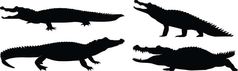 Fototapeta premium Four crocodile silhouettes in various poses with open mouths and visible teeth on a white background