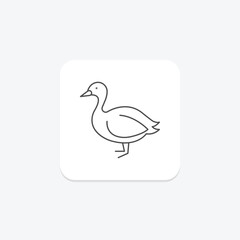 Booby, vector, pixel perfect, illustrator file