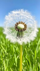 Naklejka premium Fluffy dandelion seed head against a vibrant blue sky and green field