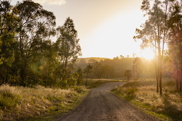Sunlit rural road and golden fields at sunset with a distant tree line