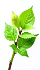 Macro shot of budding green leaves with delicate veins, isolated on white, textured, close-up