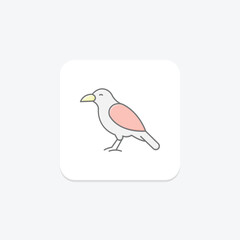 Chough, vector, pixel perfect, illustrator file
