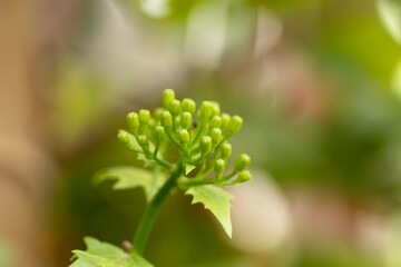capullo de flores de hiedra amarilla en el jard&iacute;n