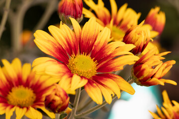 flores de crisantemo amarillas y rojo en el jardín
