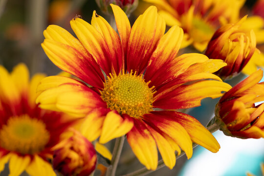 flores de crisantemo amarillas y rojo en el jard&iacute;n