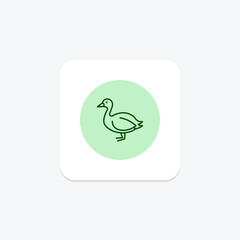 Coot, vector, pixel perfect, illustrator file