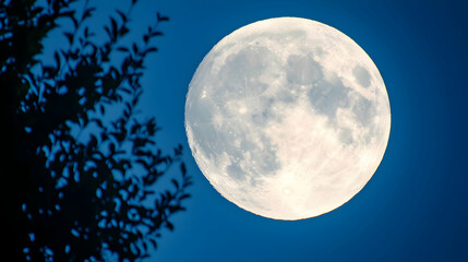 Fototapeta premium Full Moon Behind Tree Silhouette At Night