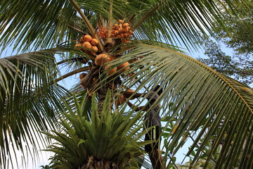 Man is picking coconuts from a palm tree