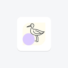 Avocet, vector, pixel perfect, illustrator file