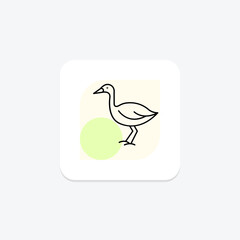 Lapwing, vector, pixel perfect, illustrator file