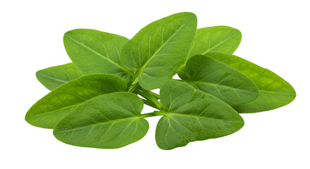 Obraz premium Fresh green leaves