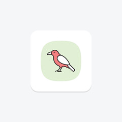Chough, vector, pixel perfect, illustrator file