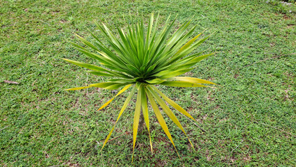 A vibrant green yucca plant with striking yellow-tipped leaves stands out against a lush grassy background, showcasing nature's unique beauty and resilience