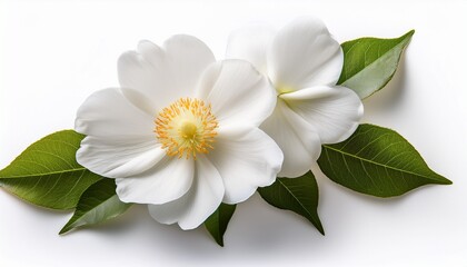 Fototapeta premium white flower isolated on white background