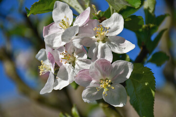 Bouquet de fleurs de pommier