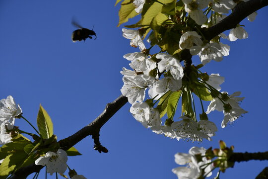 Vol du bourdon