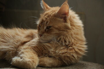 Fun face feline cat calm lying on the sofa. Yellow cute emotion eyes, cute ears. Closeup portrait in natural lighting, untouched colors in home indoors. Closeup	
