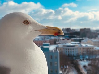 seagull on the roof in window