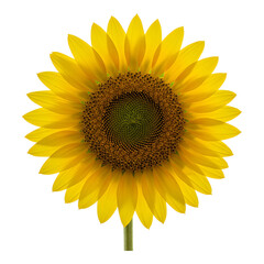 Fototapeta premium Close-Up of a Single Sunflower Head Radiating Cheerful Energy and Warmth