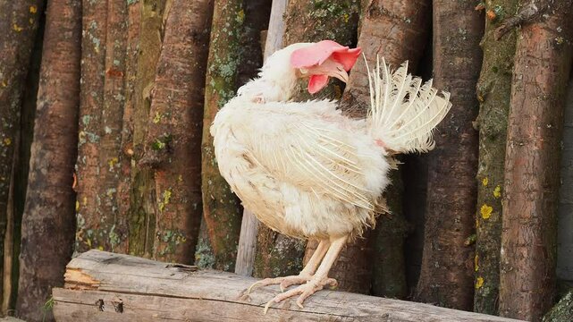 White domestic chickens molt outside