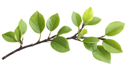 Fresh Spring Branch with Vibrant Green Leaves Isolated on White Background