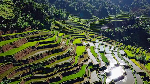 Captivating aerial view of vibrant rice terraces in lush mountainous landscape
