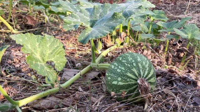 Pumpkin Squash, light green stripes, resting on dry leaves and twigs. The pumpkin is likely a Cucurbita ficifolia or Cucurbita argyrosperma.