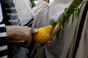 An Orthodox, Jewish man holds the four species lulav - etrog or citron fruit, willow and myrtle branches and a palm frond - used in the ritual observance of the Jewish holiday of Sukkot.. © Yehoshua Halevi