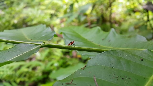 View of red treehopper nymph (Dictyophara nakanonis) resting on a small tree trunk. 4k footage focused on the foreground. Perfect for mountain documentaries.
