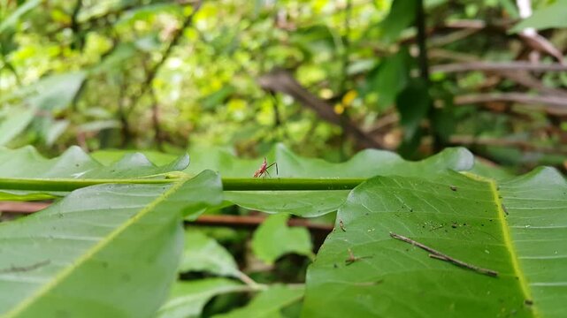 4k view of baby acrida cinerea resting on windblown leaf stem of a plant with focus on foreground. Perfect for documentaries in tropical rainforests and World Wildlife Conservation Day on December 4th