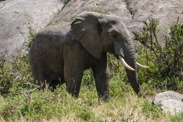 éléphant dans le parc du Sérengeti en Tanzanie