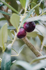 Close-up of Purple Olives on Olive Branch.
