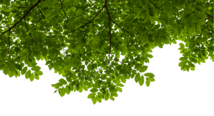 Green leaves canopy background