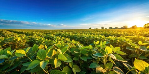 Soybean plants in a field under a clear blue sky with green and yellow foliage , farm, farmland,  farm