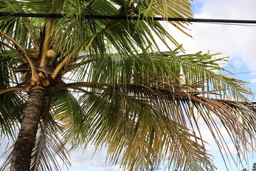 Palm tree with a brown trunk and green leaves