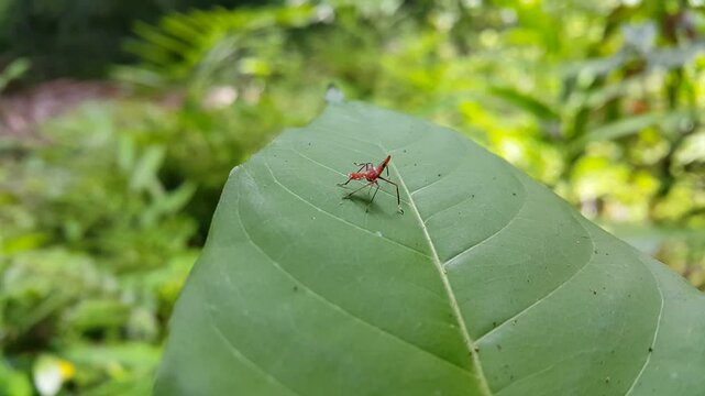Aesthetic 4k footage, red treehopper nymph (Dictyophara) resting on dark green leaves. Perfect for documentaries in tropical rainforests and World Wildlife Conservation Day on December 4th.