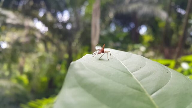 Babay Acrida cinerea (red treehopper nymph) resting on a leaf in focus in the foreground. Perfect for documentaries on tropical rainforests and World Environment Day on June 5.