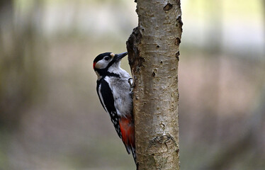 great spotted woodpecker