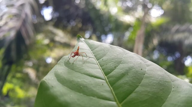Aesthetic 4k footage, baby acrida cinerea resting on green leaves focus on foreground. Perfect for documentaries in tropical rainforests and World Wildlife Conservation Day on December 4th.