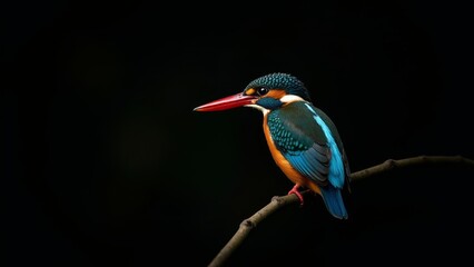 Obraz premium Common Kingfisher Perched On Branch At Night