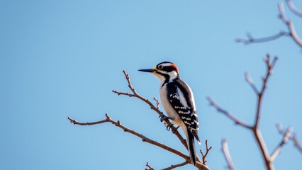 Fototapeta premium Downy Woodpecker Perched On Tree Branch
